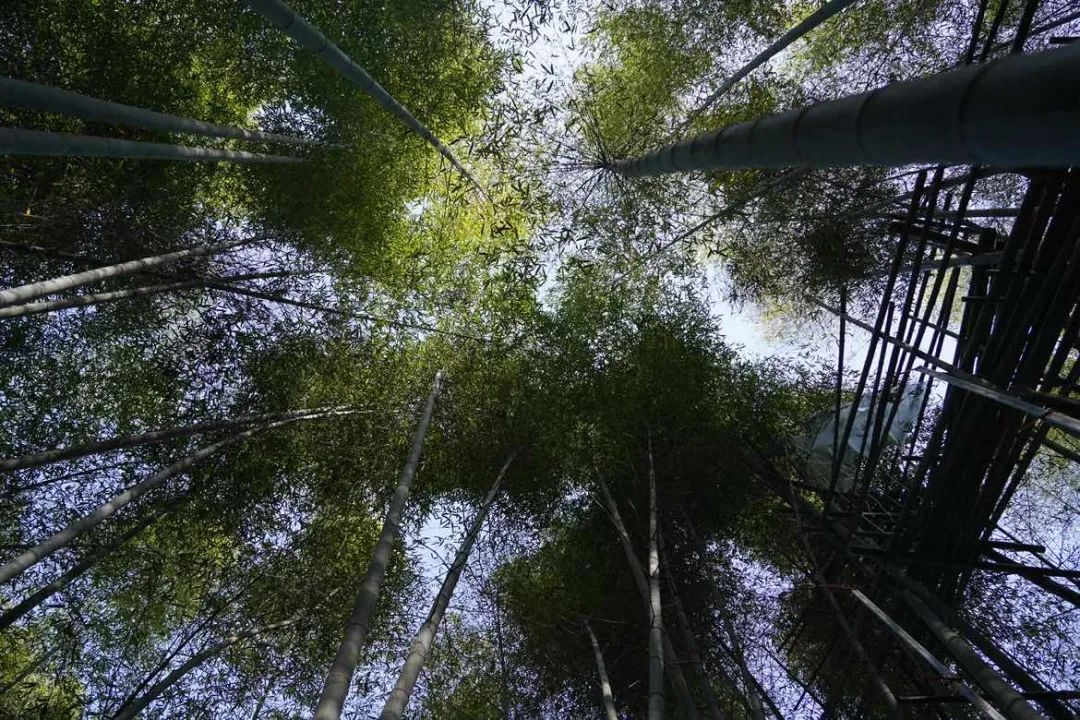 科技助力，讓安吉百萬畝的毛竹林變成綠色銀行